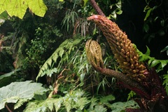 Gunnera insignis