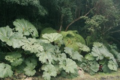 Gunnera insignis