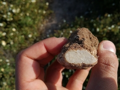 Tuber sphaerospermum