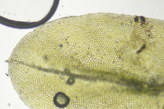 Plagiomnium rostratum