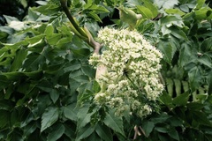Myrrhidendron donnellsmithii