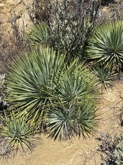 Hesperoyucca