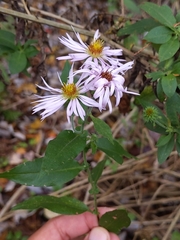 Ampelaster carolinianus