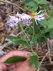 Ampelaster carolinianus
