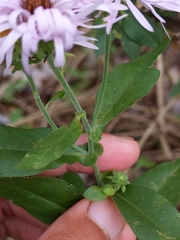 Ampelaster carolinianus