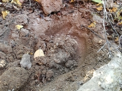 Tuber sphaerospermum