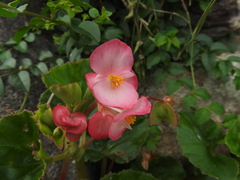 Begonia cucullata hookeri