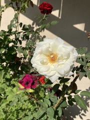 Rosa