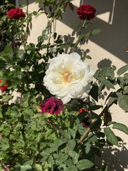 Rosa