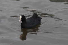 Fulica atra