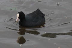 Fulica atra
