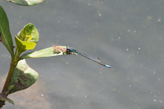 Acanthagrion lancea