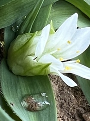 Allium chamaemoly