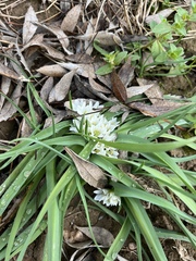 Allium chamaemoly