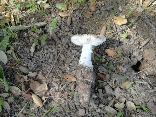 Representative image of Amanita boudieri