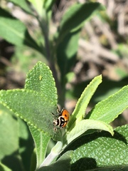 Hippodamia convergens