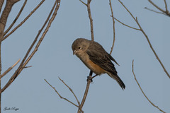 Sporophila hypoxantha