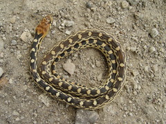 Pituophis vertebralis