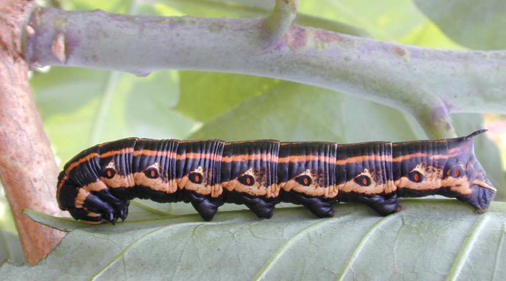 Pink-spotted Hawkmoth