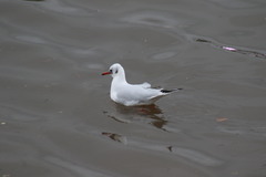 Chroicocephalus ridibundus