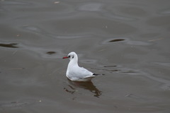 Chroicocephalus ridibundus