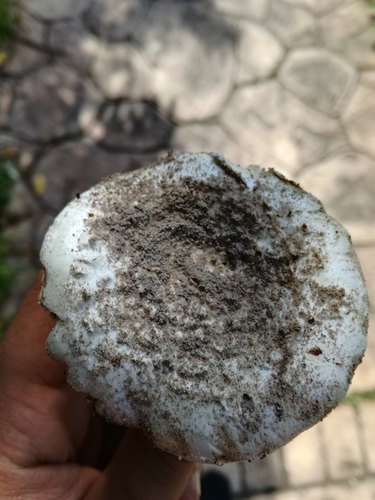 Amanita boudieri image