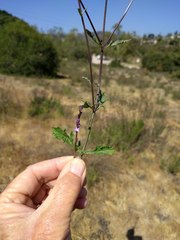 Verbena menthifolia