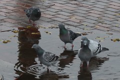 Columba livia domestica
