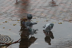 Columba livia domestica