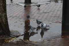 Columba livia domestica
