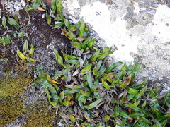 Elaphoglossum gayanum