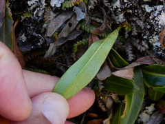 Elaphoglossum gayanum