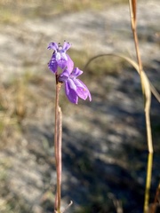 Lobelia feayana