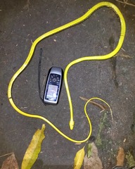 Chironius multiventris