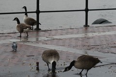 Branta canadensis