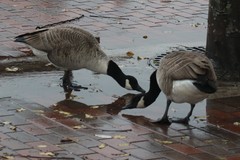 Branta canadensis