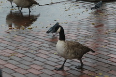 Branta canadensis