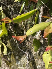 Rhipsalis pachyptera