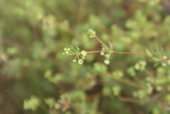 Psammotropha