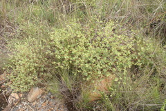 Psammotropha