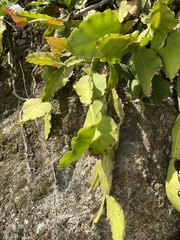 Rhipsalis pachyptera
