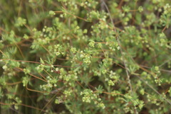 Psammotropha