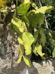 Rhipsalis pachyptera