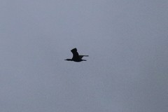 Phalacrocorax carbo