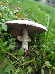 Agaricus