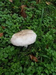 Agaricus