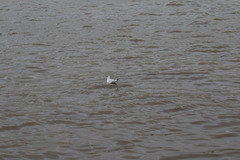 Chroicocephalus ridibundus