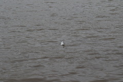 Chroicocephalus ridibundus