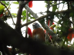 Pheugopedius rutilus