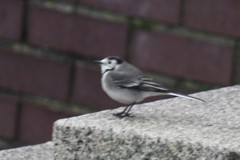 Motacilla alba yarrellii